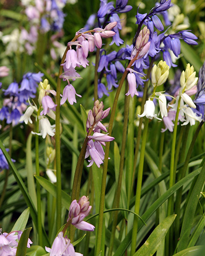 Hyacinthoides hispanica mix.jpg